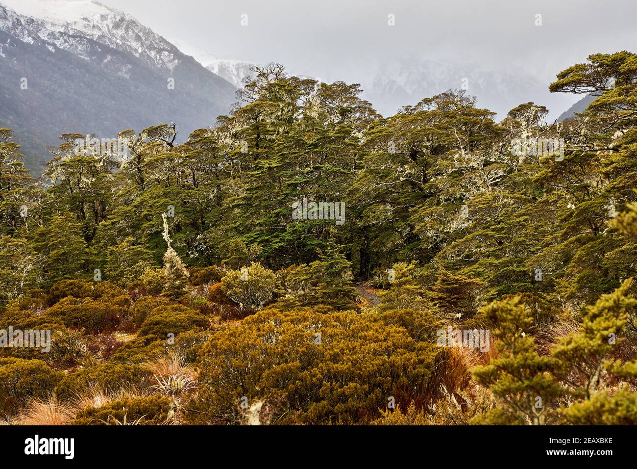 Forêt de hêtre sur la piste St James dans le Lewis Col des Alpes du Sud de la Nouvelle-Zélande Banque D'Images