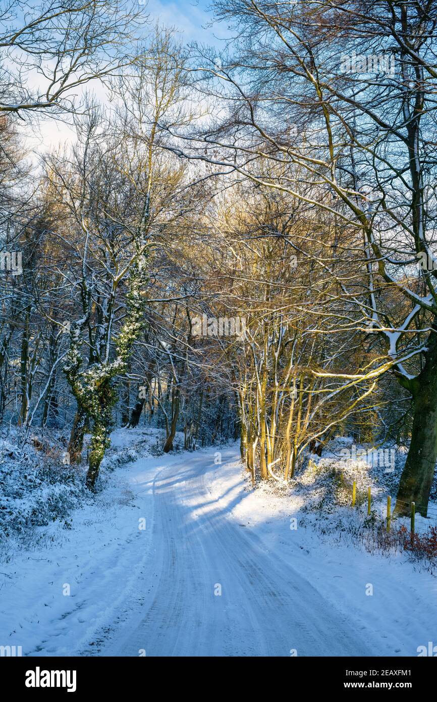 Soleil matinal le long d'une route de campagne dans la neige. Près de Chipping Norton, Cotswolds, Oxfordshire, Angleterre Banque D'Images