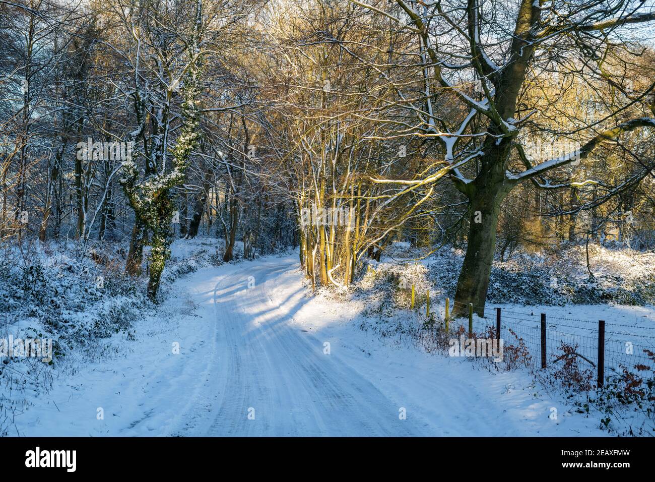 Soleil matinal le long d'une route de campagne dans la neige. Près de Chipping Norton, Cotswolds, Oxfordshire, Angleterre Banque D'Images