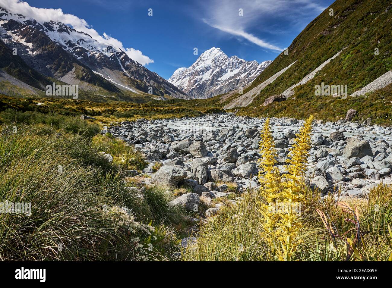 Aoraki Mt Cook vue depuis la rivière Hooker dans la vallée de Hooker, parc national de Mt Cook; la fleur de spikey est un espagnol d'or Banque D'Images