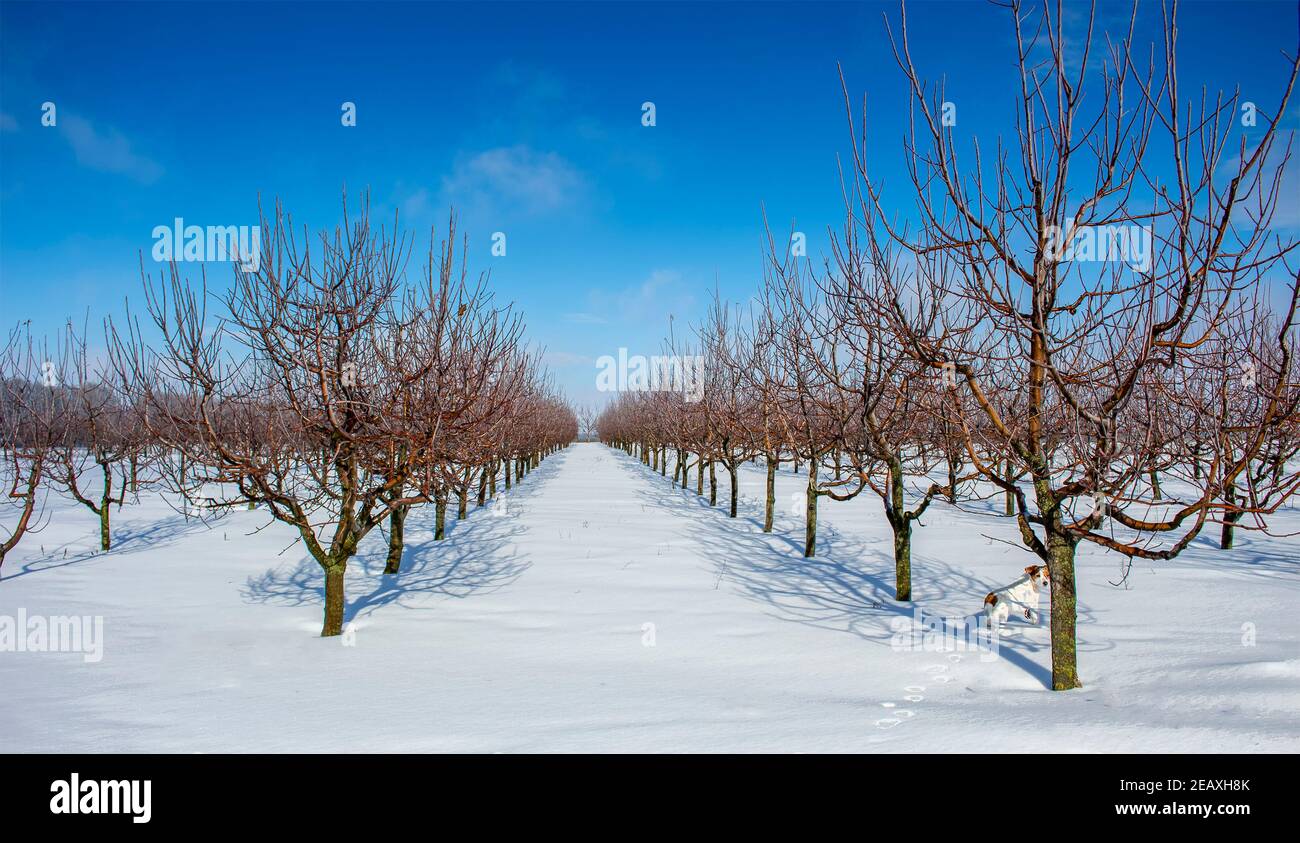 Verger de pomme d'hiver par une journée ensoleillée. Rangées de pommiers. Banque D'Images