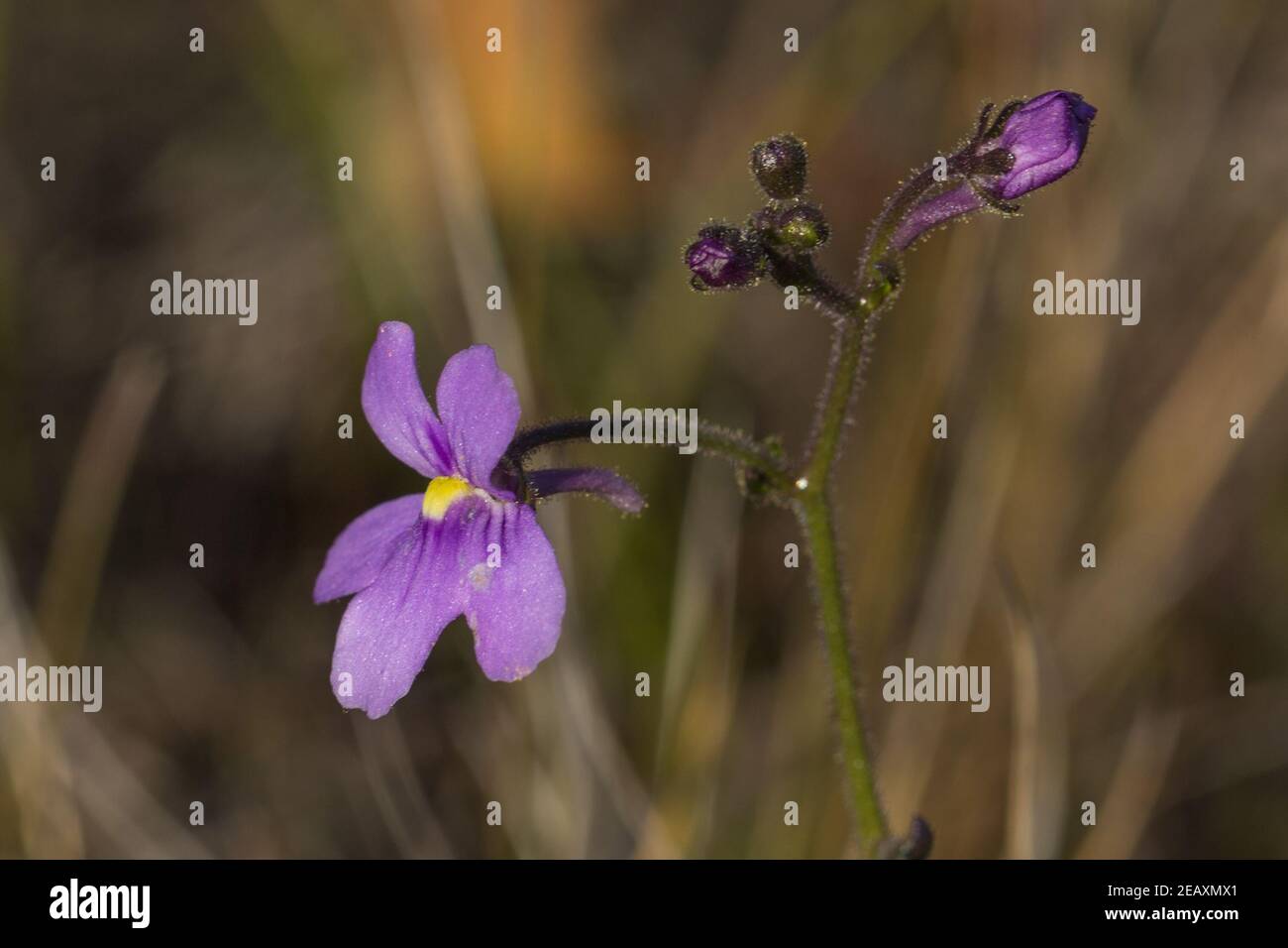 La petite fleur rose de Genlisea flexuosa, une plante à tire-bouchon, près de la ville de Gouveia à Minas Gerais, Brésil Banque D'Images