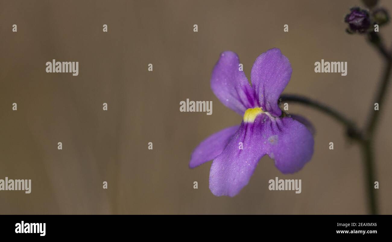 Macro de la fleur rose de la plante Corkscrew Genlisea flexuosa avec copyspace, pris dans l'habitat naturel près de Gouveia à Minas Gerais, Brésil Banque D'Images
