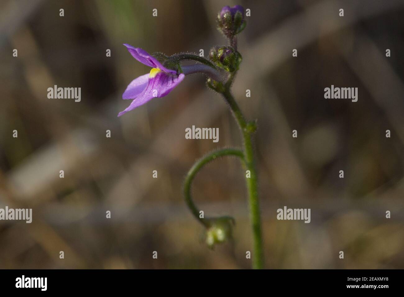La fleur rose de Genlisea flexuosa, une plante à tire-bouchon, dans un habitat naturel près de Gouveia, à Minas Gerais, au Brésil Banque D'Images