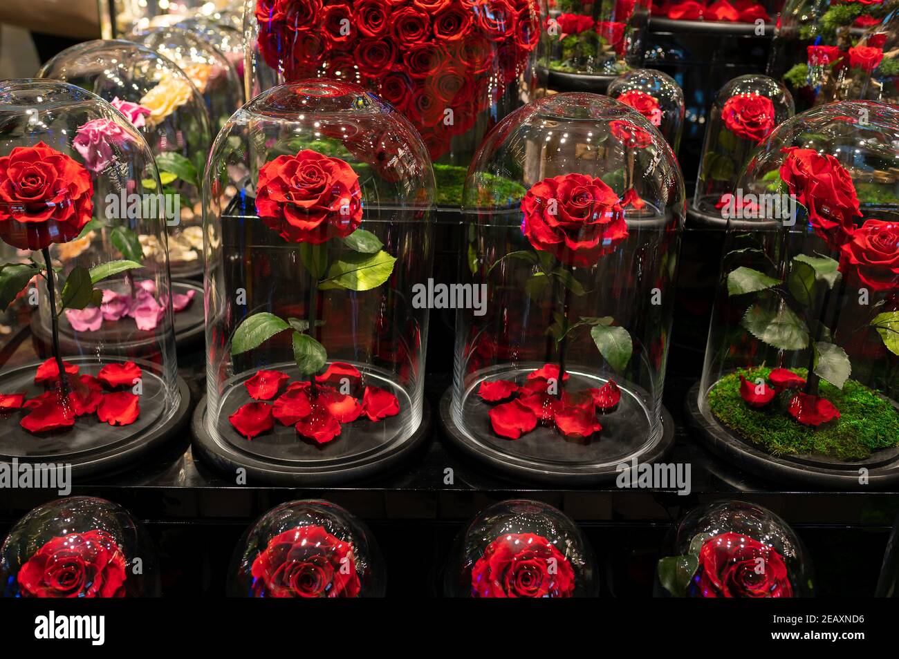 Fleurs de rose en verre de luxe pour un cadeau romantique parfait pour un être cher. Jour de la Saint-Valentin, anniversaire ou fête des femmes présent résumé Banque D'Images