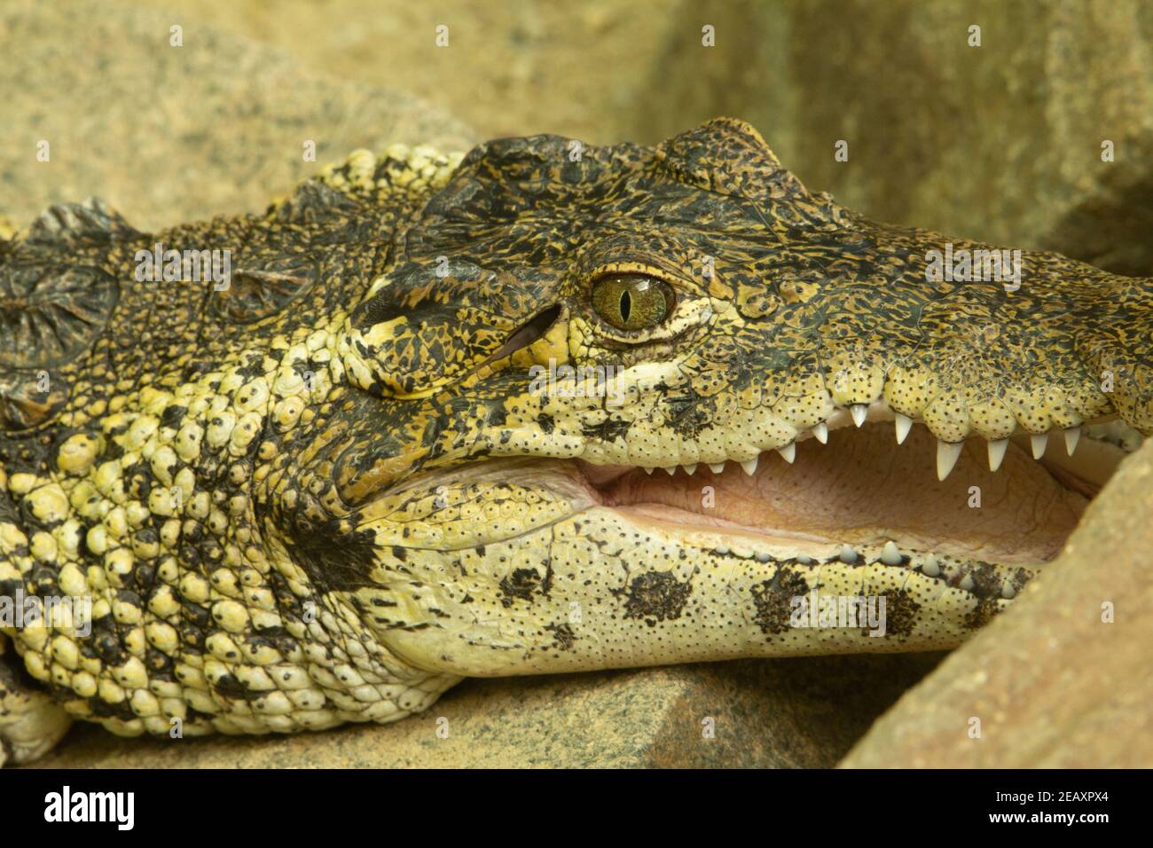 Crocodile cubain (Crocodylus rhombifer) Un seul crocodile cubain reposant avec sa bouche ouverte Banque D'Images