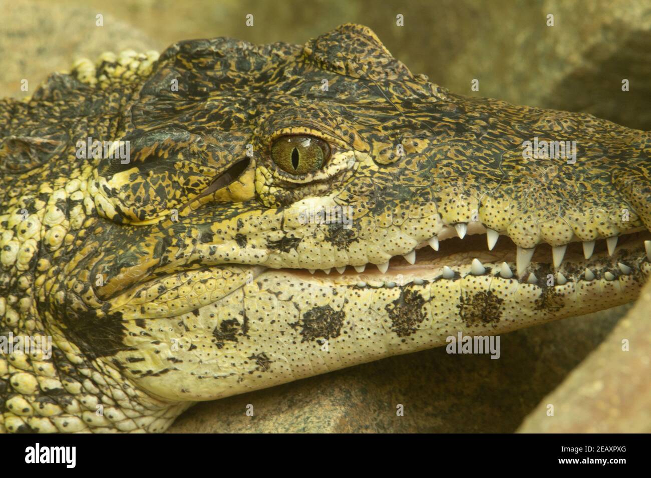 Crocodile cubain (Crocodylus rhombifer) Un seul crocodile cubain reposant avec sa bouche légèrement ouverte Banque D'Images