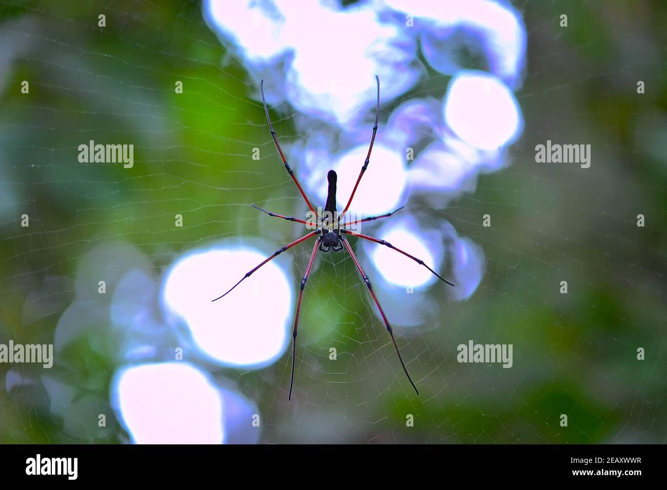 Vert forêt Banque D'Images