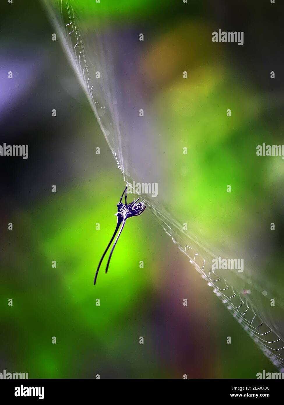 Vert forêt Banque D'Images