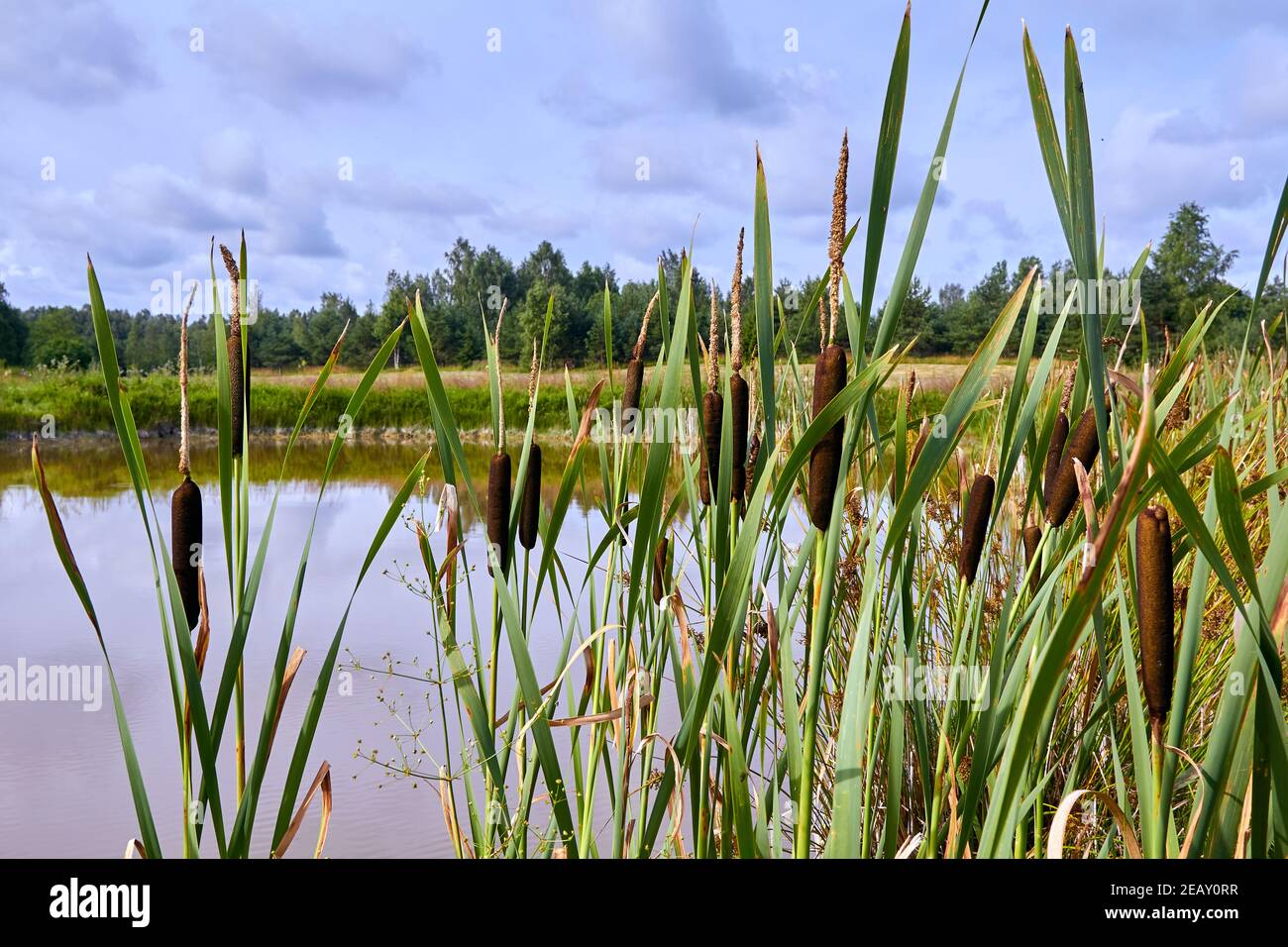 roseaux poussant sur la rive d'un étang dans un village en été Banque D'Images