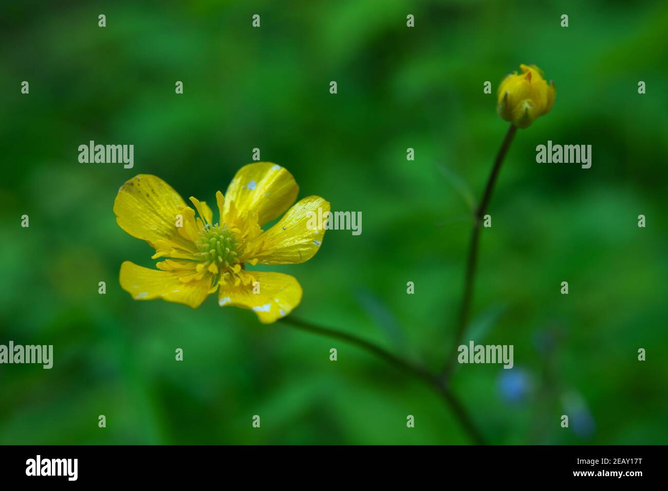 Fleur d'anémone jaune sur fond vert flou, fleur de gros plan Banque D'Images