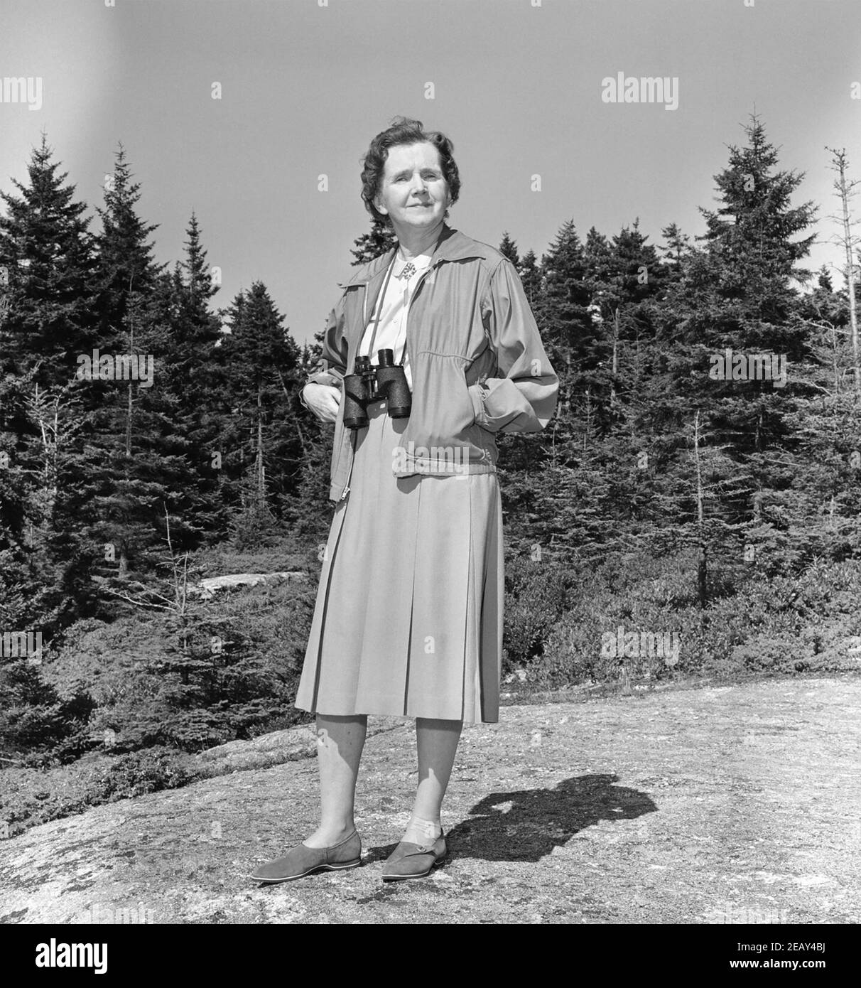 RACHEL CARSON (1907-1964) biologiste et écologiste marin américain vers 1942. Auteur de Silent Spring en 1962. Banque D'Images