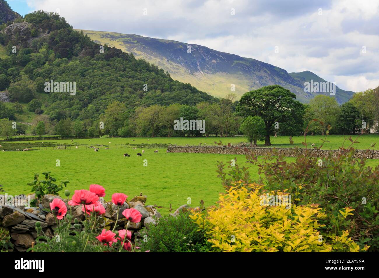 Borrowdale, Maiden Moor et Catbells de Rosthwaite, Cumbria Banque D'Images