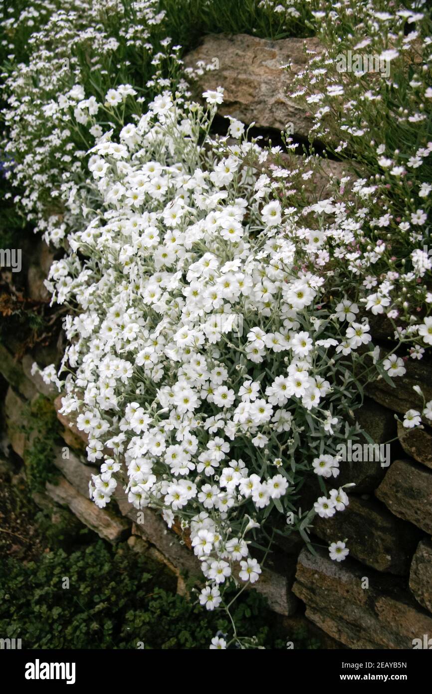 Souffle de bébé Gypsila sophelegans poussant sur le mur d'un jardin.Printemps. Banque D'Images