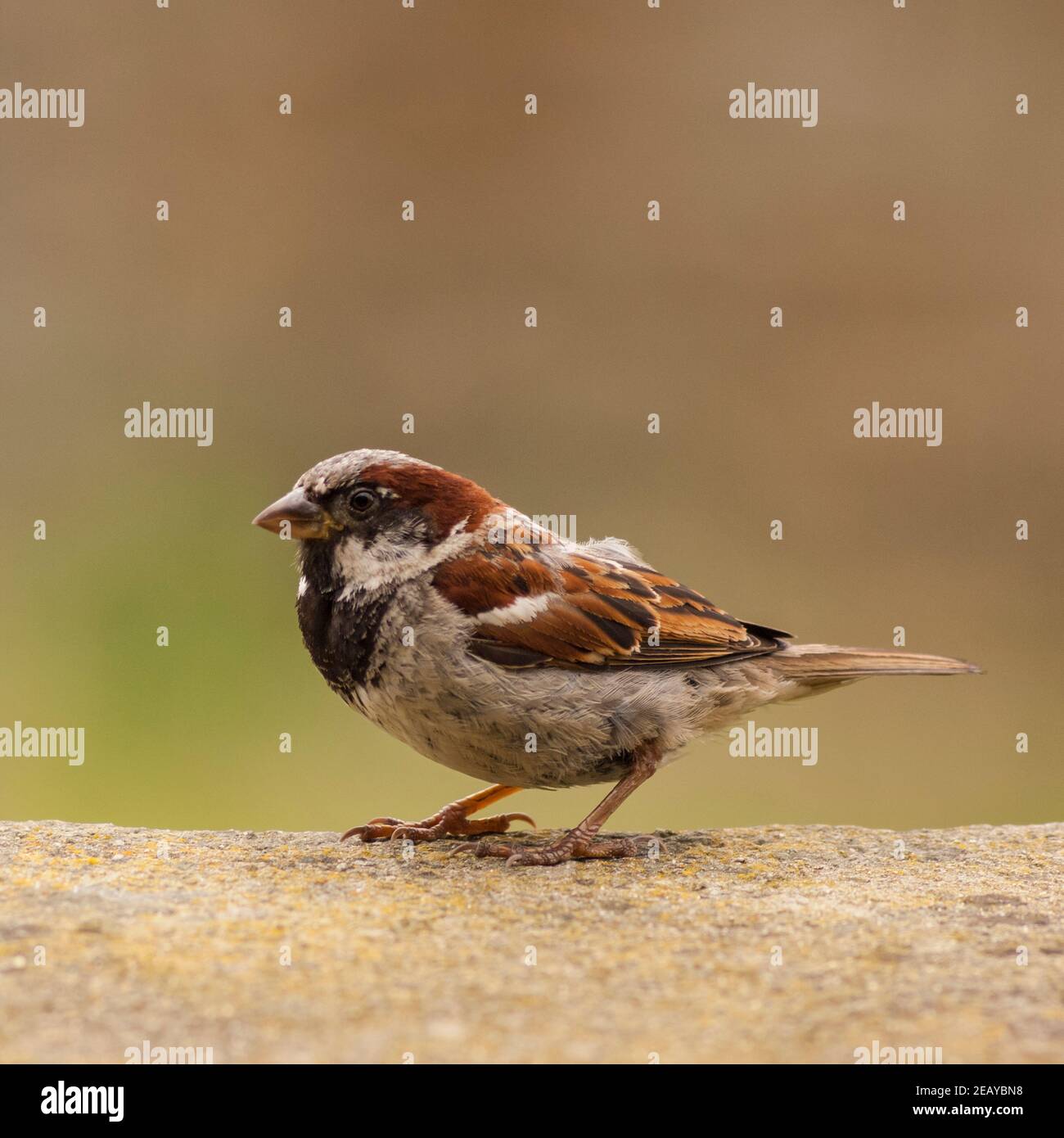 Un oiseau close up portrait of a male moineau domestique (Passer domesticus) dans un jardin Banque D'Images