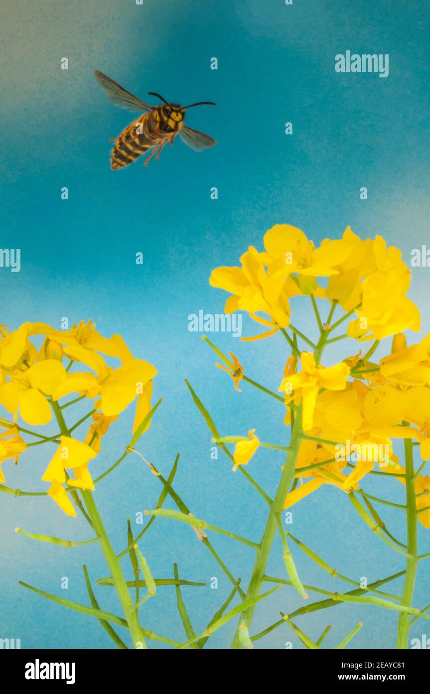 Une guêpe de la Reine ( Vespula vulgaris ) en vol libre Banque D'Images