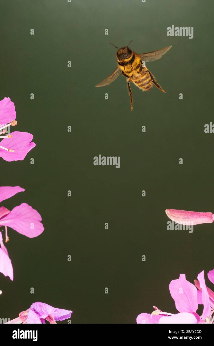 Une abeille dans Free Flight au Royaume-Uni Banque D'Images