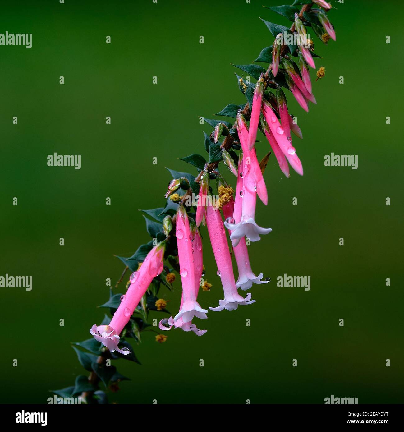 Nectar Epacris rose Banque D'Images