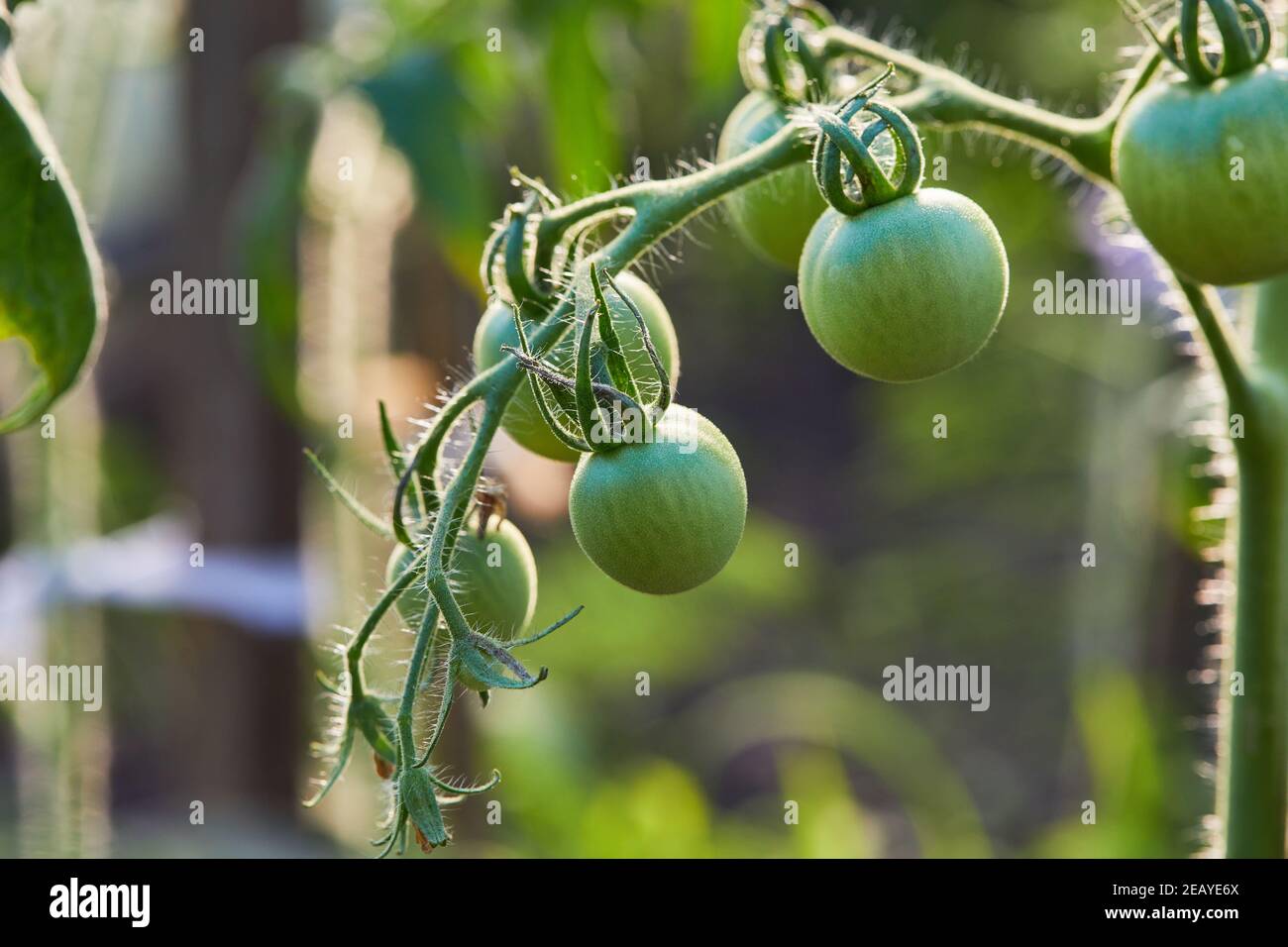Tomates vertes non mûres poussant sur le lit de jardin à l'extérieur. Légumes verts poussant dans le potager. Banque D'Images