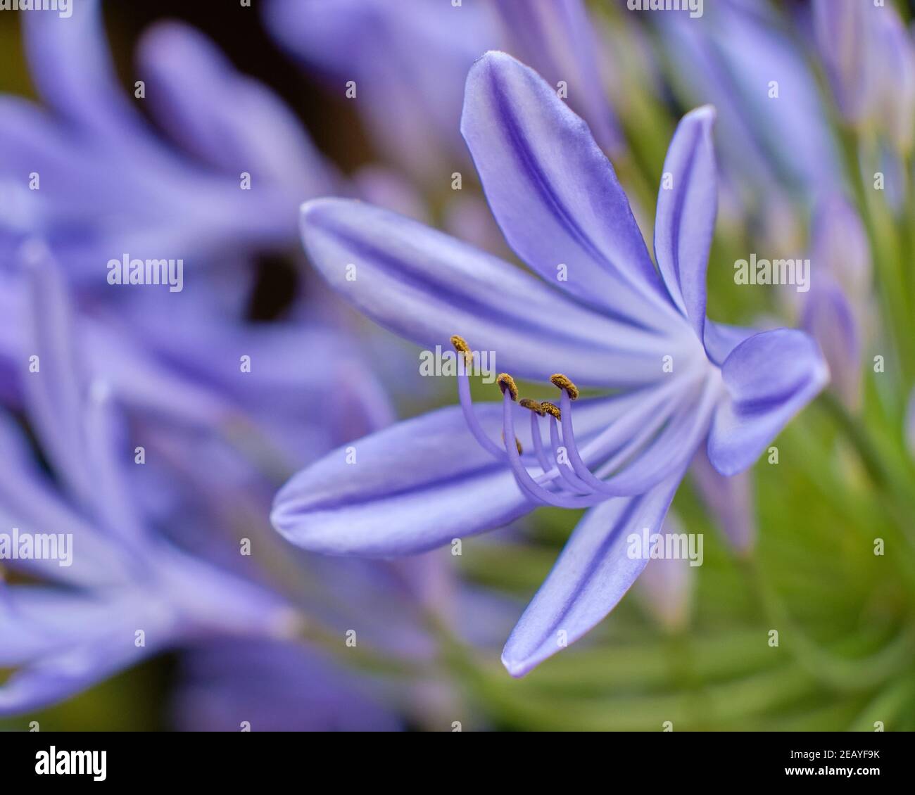 Agapanthus gros plan Banque D'Images