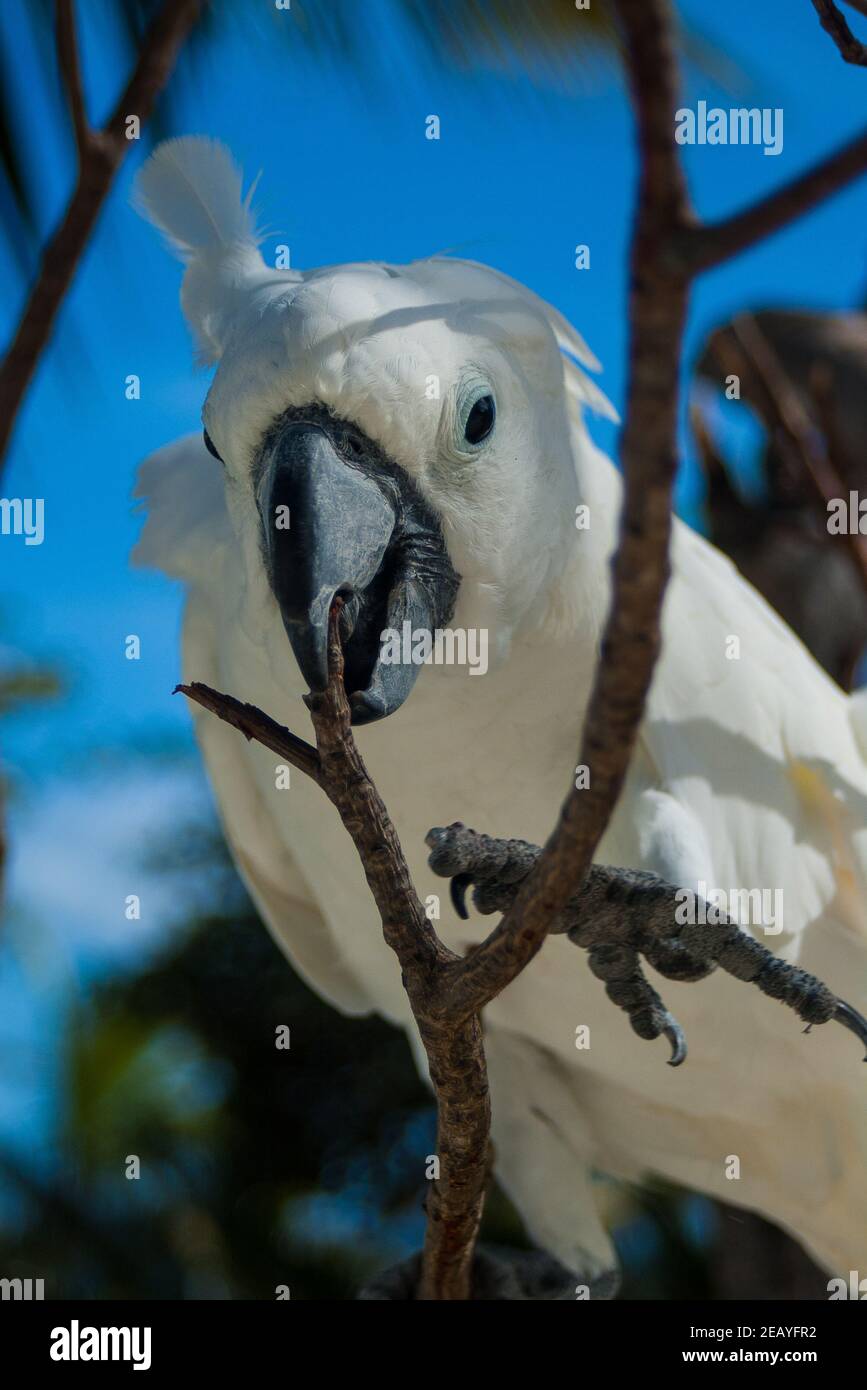 Coqatoo blanc dans un arbre Banque D'Images