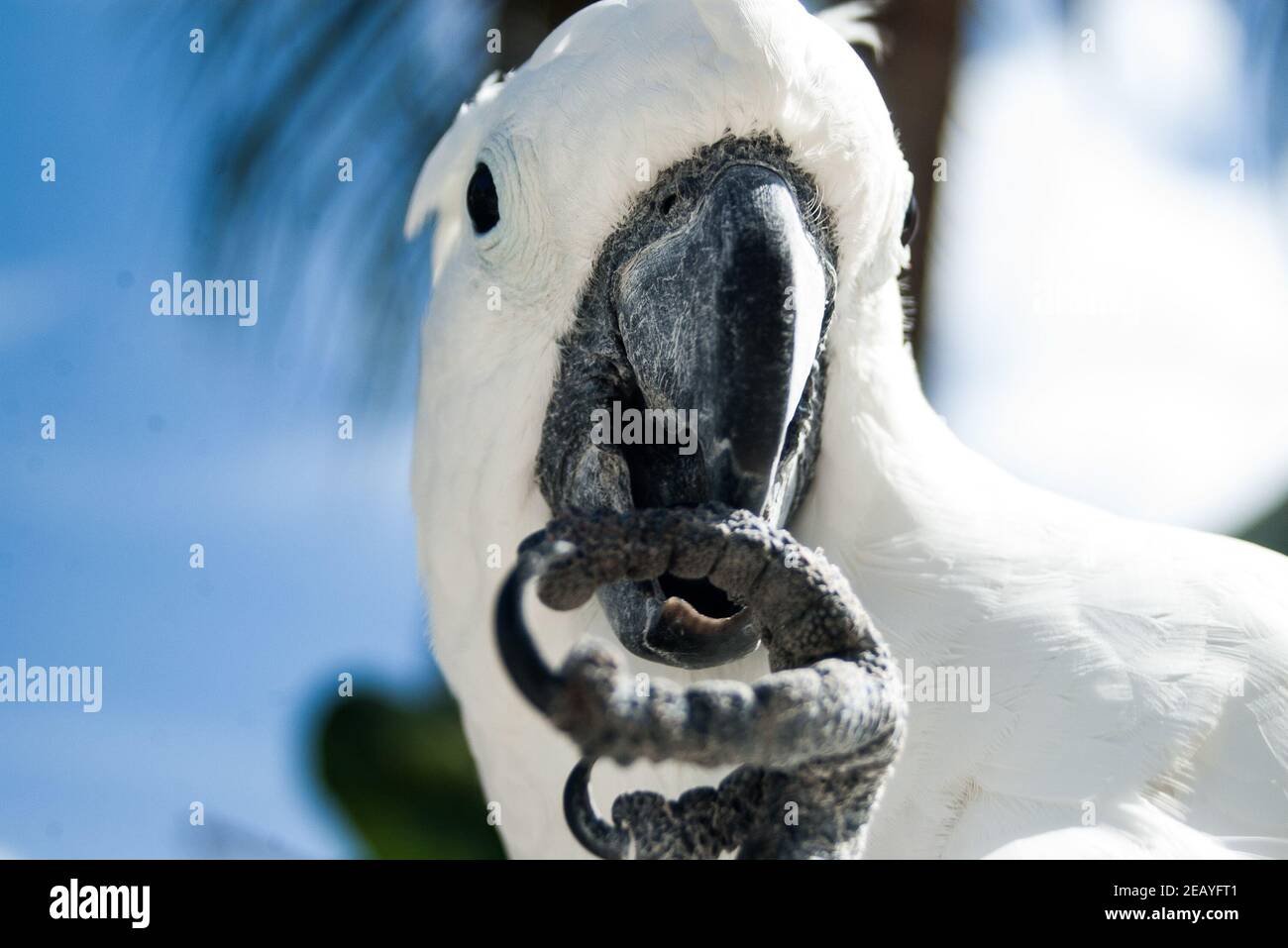 Coqatoo blanc dans un arbre Banque D'Images