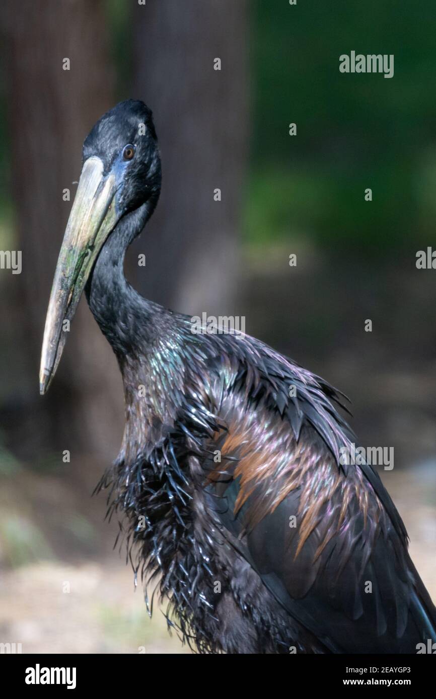 La famille africaine des Ciconiidae (Anastomus lamelligerus) présente de près ses plumes noires brillantes. Portrait Banque D'Images