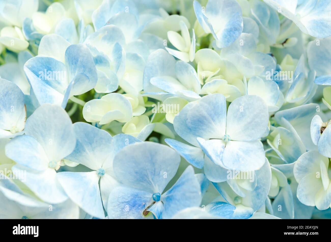 Gros plan sur une fleur d'hortensia bleue dans le jardin. Banque D'Images