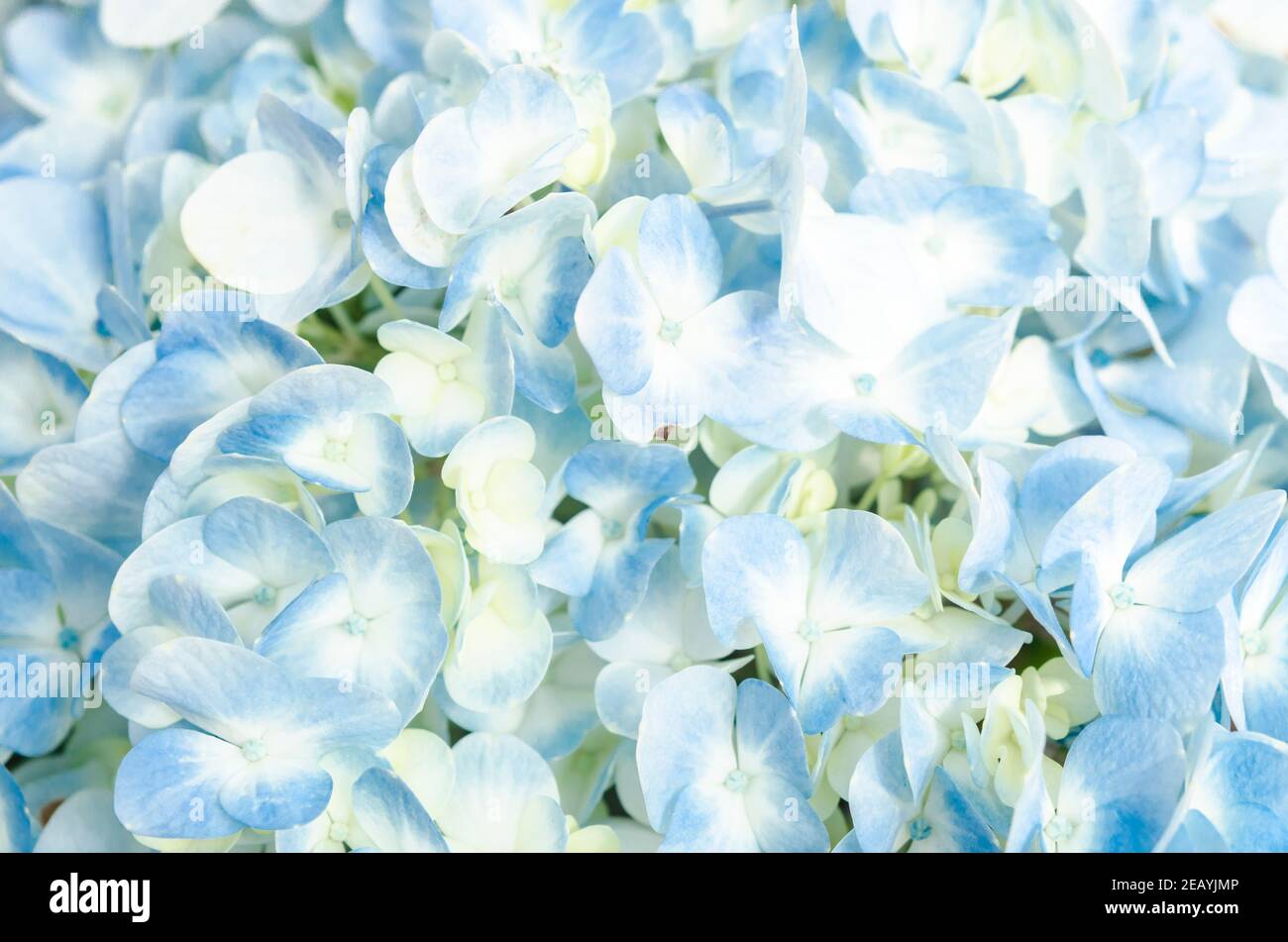 Gros plan sur une fleur d'hortensia bleue dans le jardin. Banque D'Images