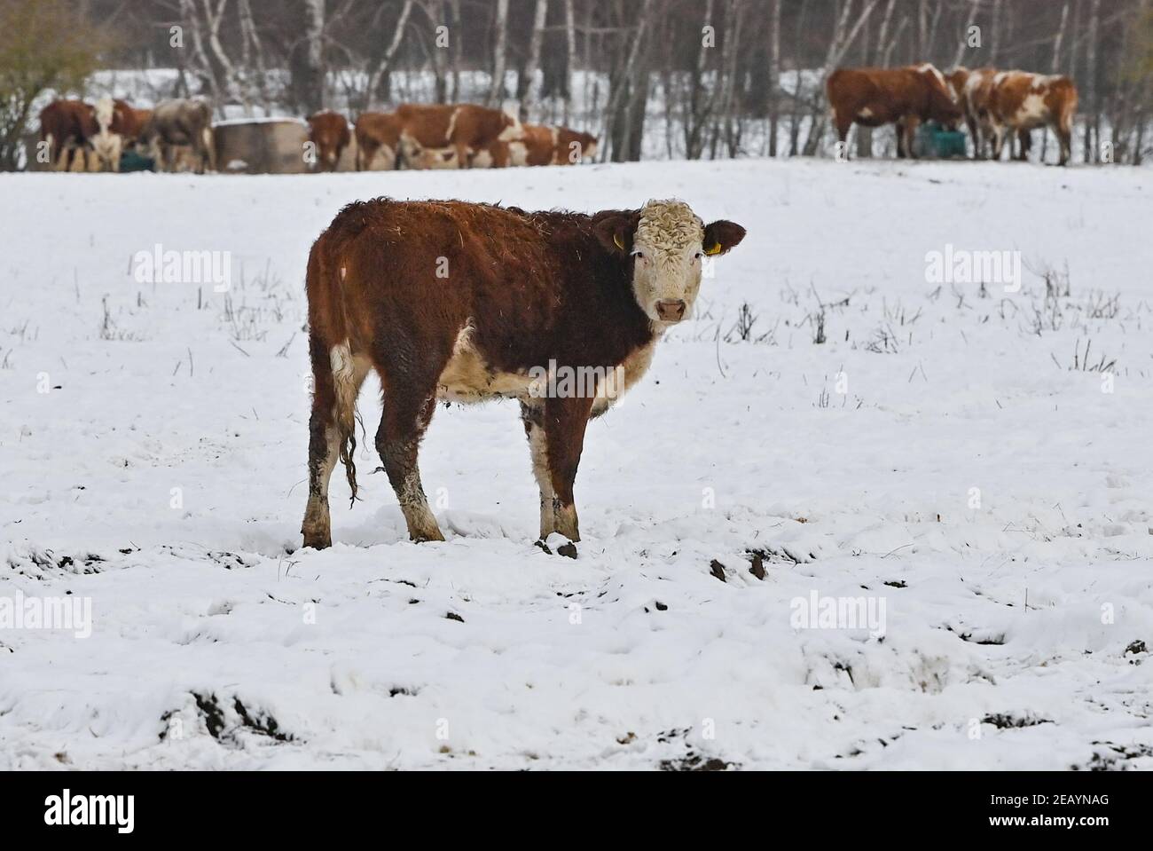 Rieben, Allemagne. 11 février 2021. Les bovins de la race Simmental, également connus sous le nom de Simmentaler ou Simmental Fleckvieh, se trouvent dans la neige sur les terrains de la ferme de pâturage du lac Rieben. Comment le bétail le place-t-il sur le pâturage dans le temps glacial de l'hiver? Assez détendu, s'il y a assez de nourriture et d'eau. La fourrure est assez épaisse et chaude, le reste est pris en charge par les humains. Credit: Patrick Pleul/dpa-Zentralbild/ZB/dpa/Alay Live News Banque D'Images