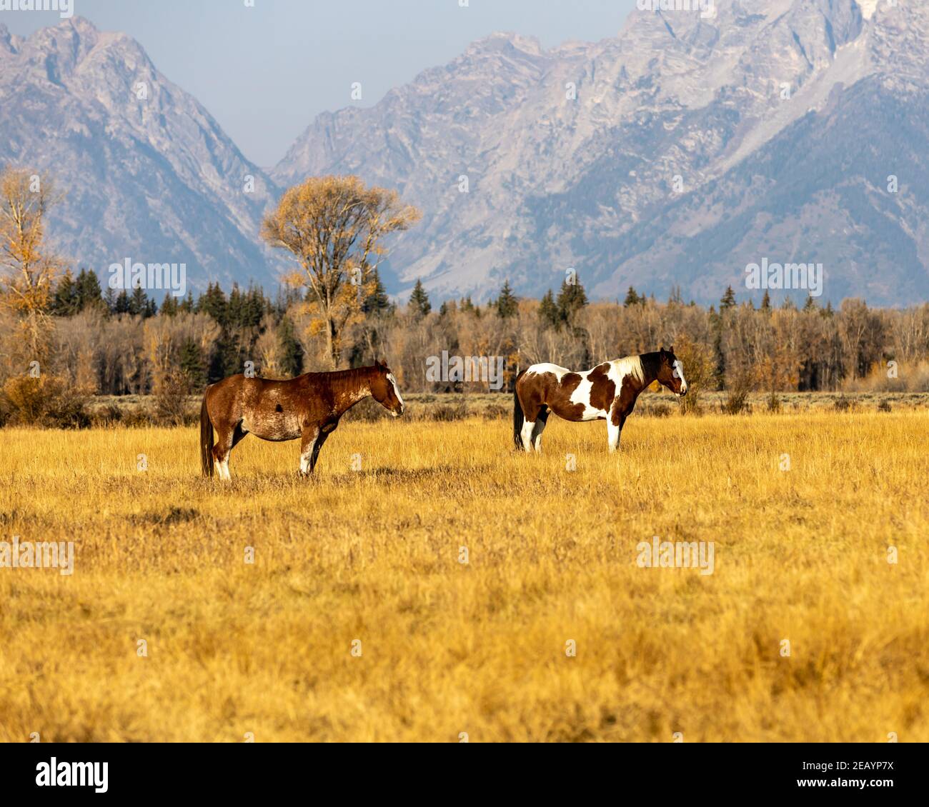 Les chevaux se broutent dans un pâturage ouvert près du parc national de Grand Teton, dans le Wyoming. Banque D'Images