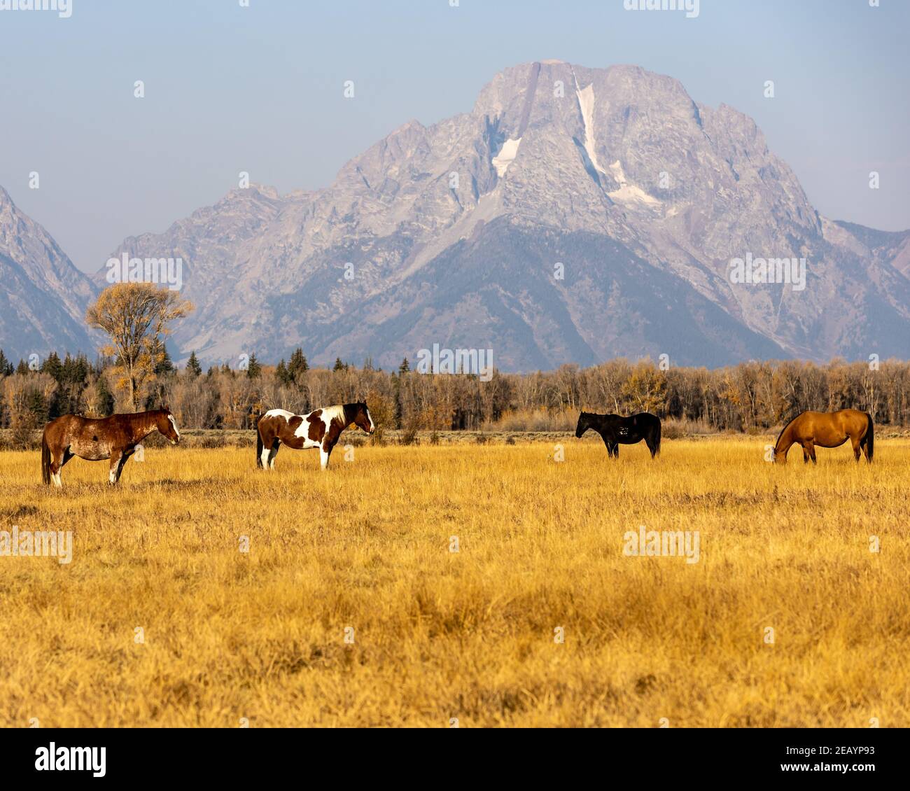 Les chevaux se broutent dans un pâturage ouvert près du parc national de Grand Teton, dans le Wyoming. Banque D'Images
