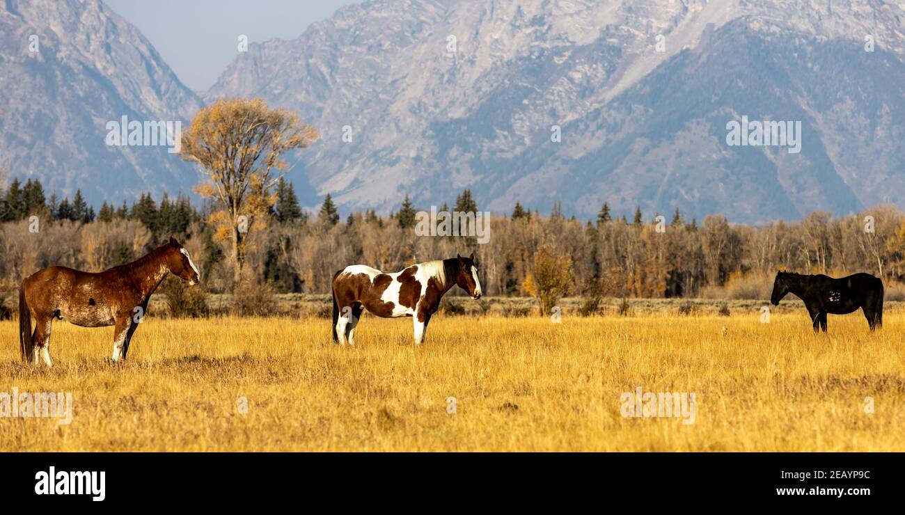 Les chevaux se broutent dans un pâturage ouvert près du parc national de Grand Teton, dans le Wyoming. Banque D'Images