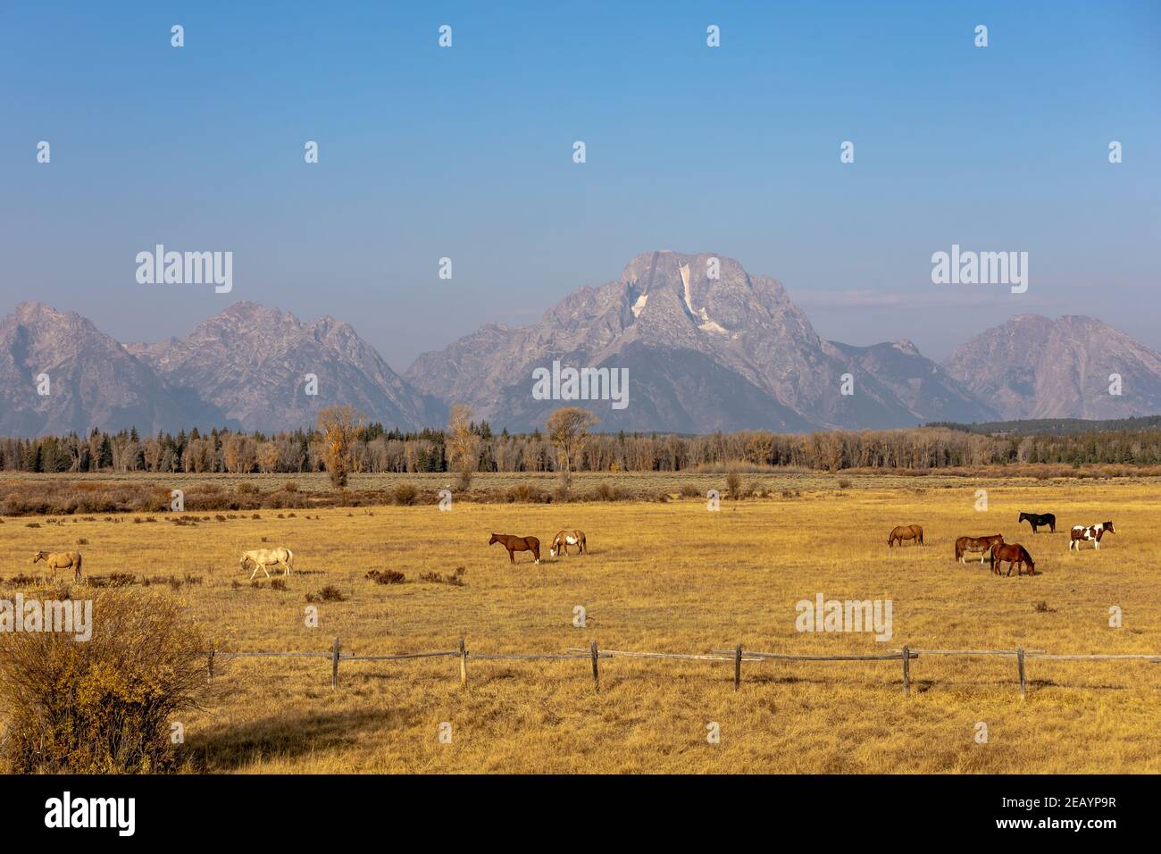 Les chevaux se broutent dans un pâturage ouvert près du parc national de Grand Teton, dans le Wyoming. Banque D'Images