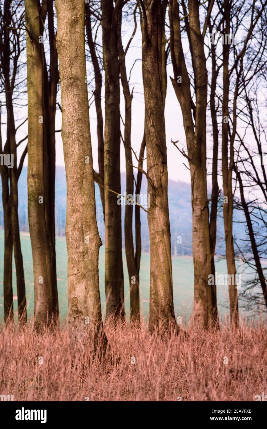 Cosse de hêtre en hiver près de East Meon Hampshire 1986 Banque D'Images