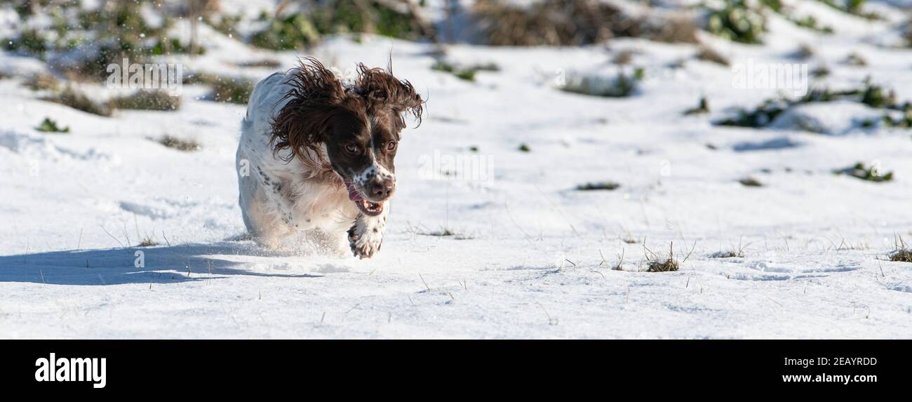 Springer anglais dans la neige Banque D'Images