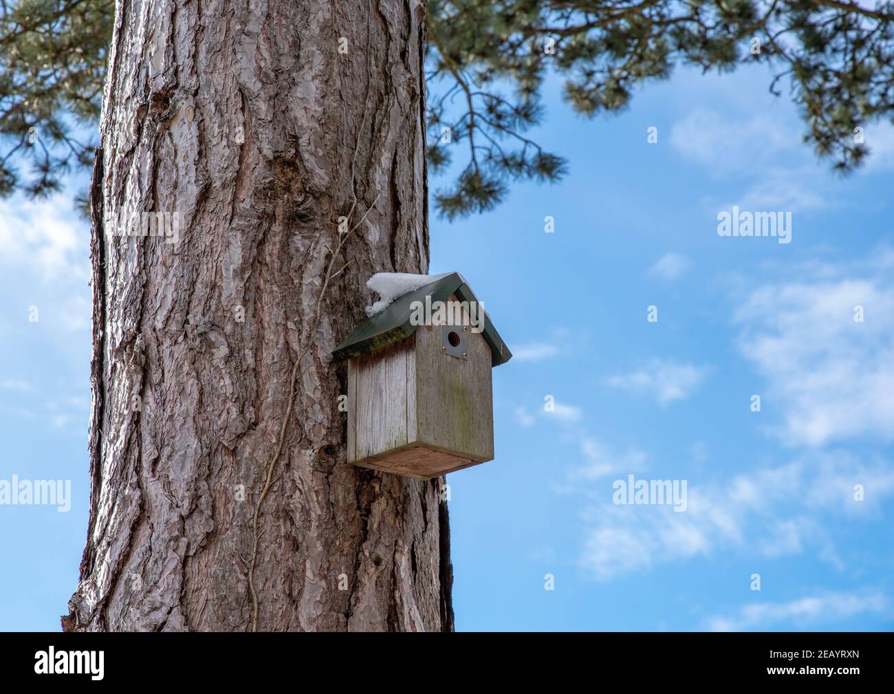 Boîte à oiseaux en bois avec neige sur le toit, sur un grand tronc d'arbre avec ciel bleu. Banque D'Images