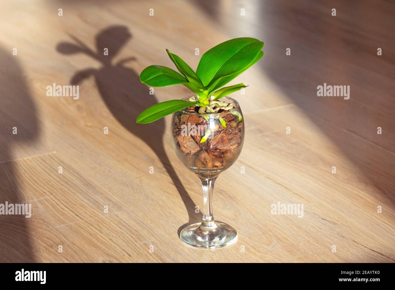 Mini orchidée poussant dans un verre de cristal goblet, systèmes de pot fermé Banque D'Images