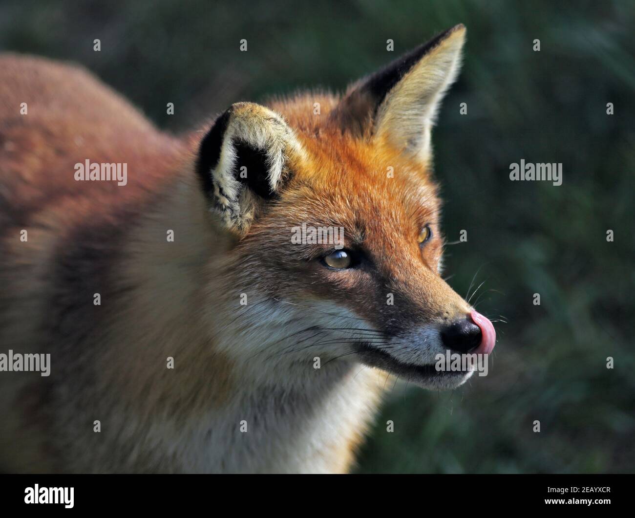 European Red Fox (Vulpes vulpes) Banque D'Images