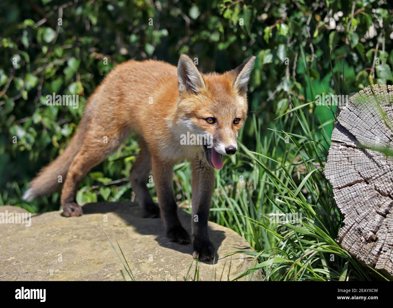 Européenne juvéniles Red Fox (Vulpes vulpes) Banque D'Images