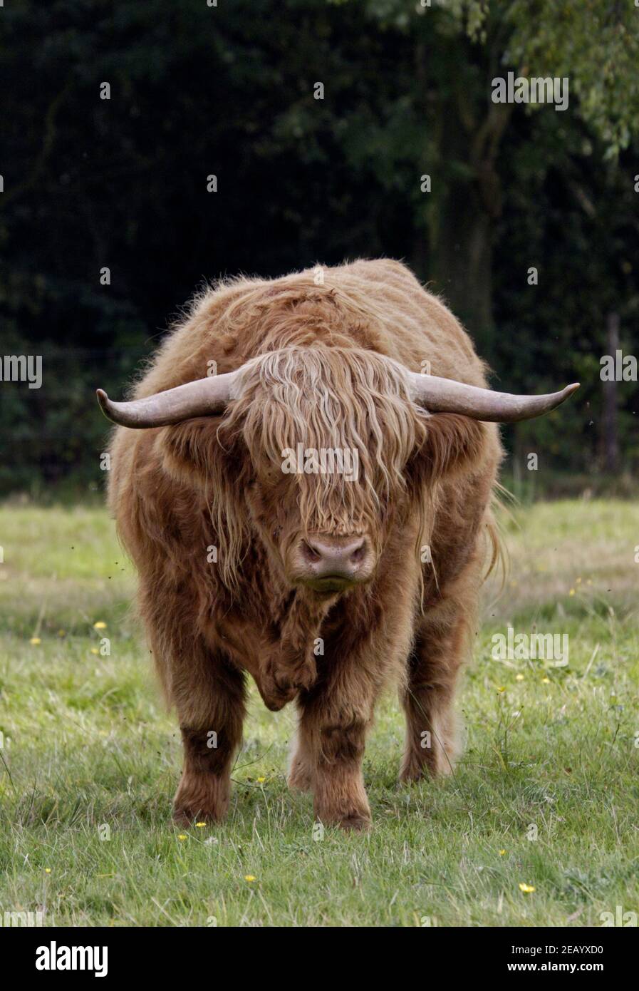 Highland Cow, Hampshire, Angleterre Banque D'Images