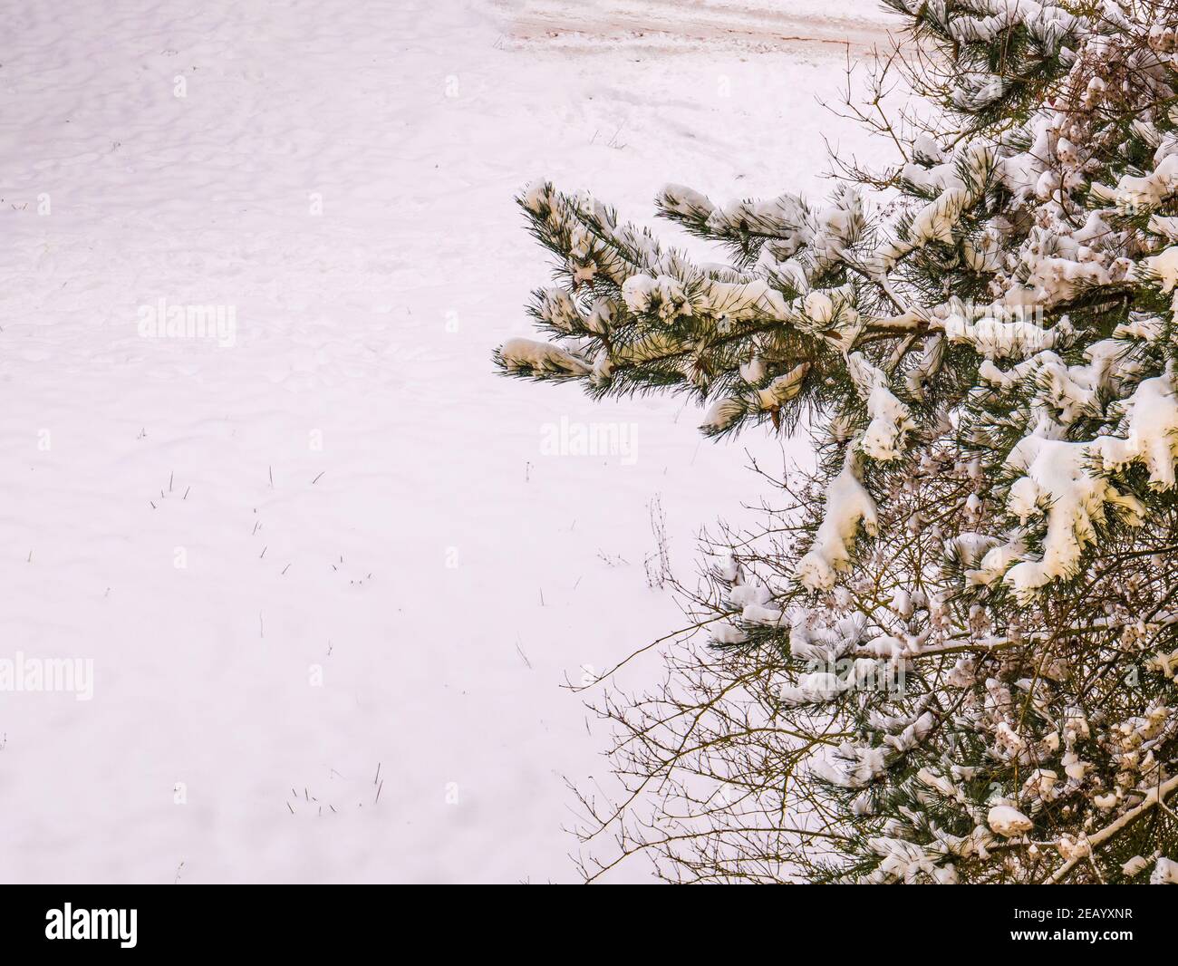 Neige de teinte jaune sur les branches de pin en UE, grâce au sable du désert du Sahara. De fines particules de sable sont transmises sur de longues distances Banque D'Images