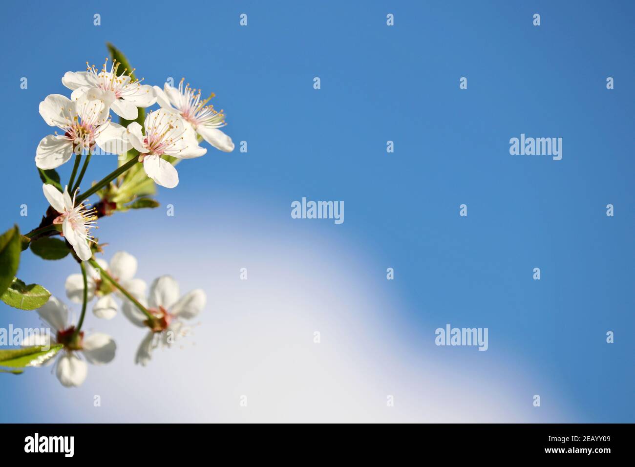 Floraison de cerisiers au printemps sur fond de ciel bleu et de nuage blanc. Fleurs fraîches sur une branche dans un jardin, couleurs douces Banque D'Images