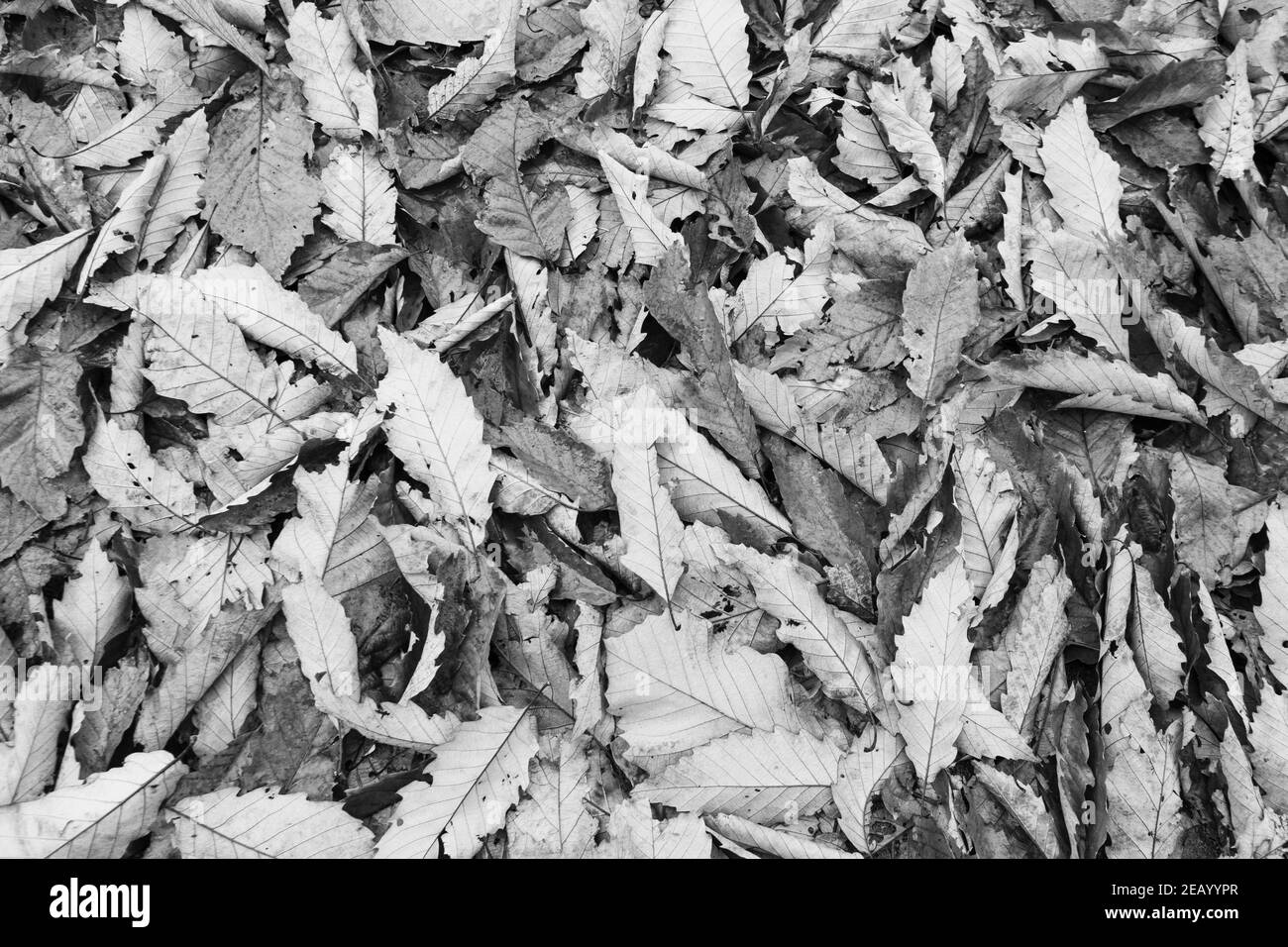 noir et blanc, feuilles d'automne tombées dans un tas, automnal, automne Banque D'Images noir et blanc, feuilles d'automne tombées dans un tas, automnal, automne Banque D'Images