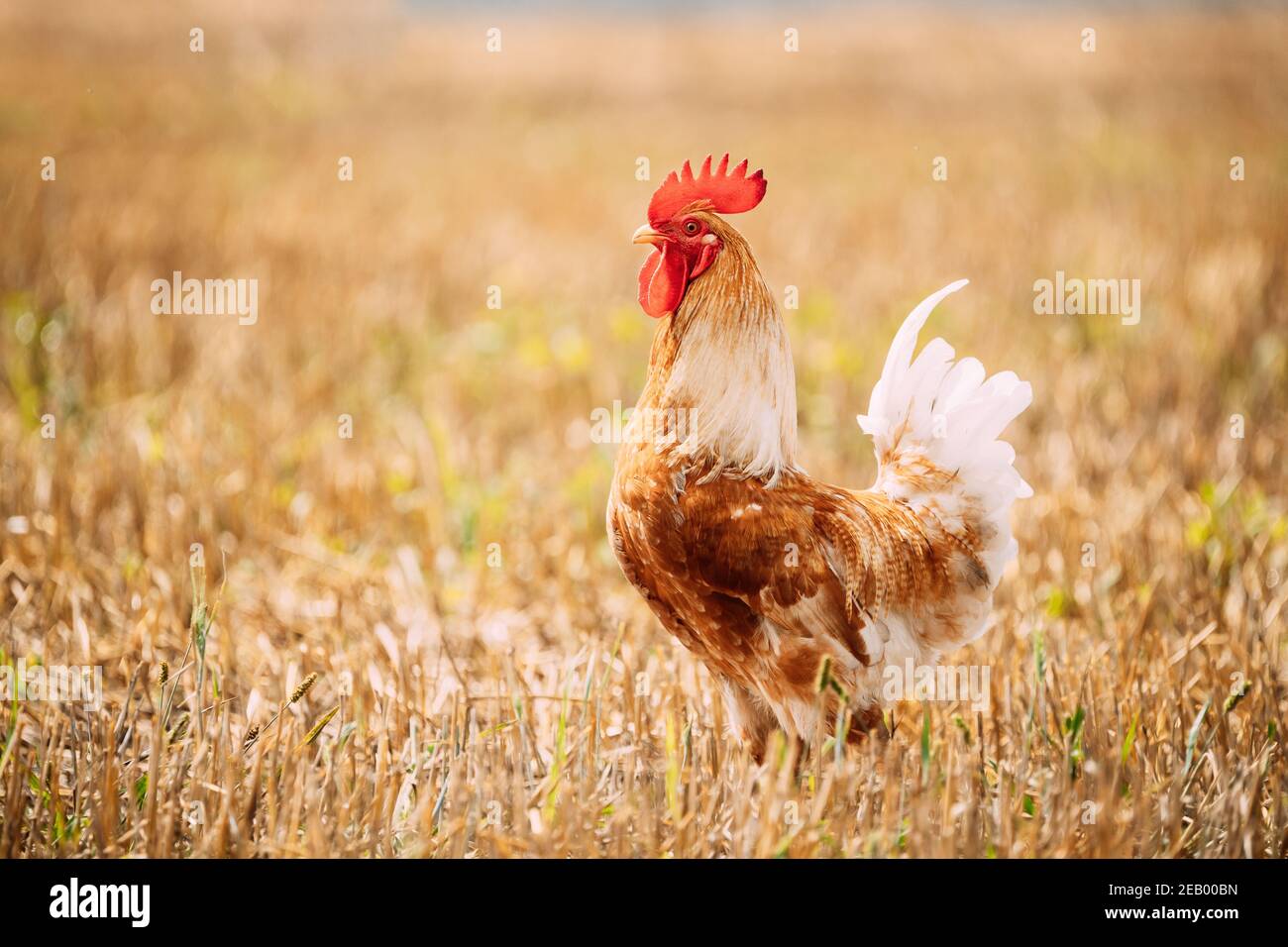 Marche de la poule aux poulets rouges dans le champ de paille Banque D'Images
