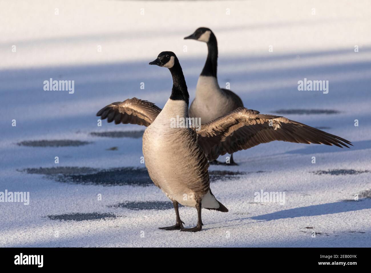 Paire d'oies sauvages du Canada (Branta canadensis) se tenir sur une surface de lac gelée en hiver avec un goose étirant ses ailes Banque D'Images