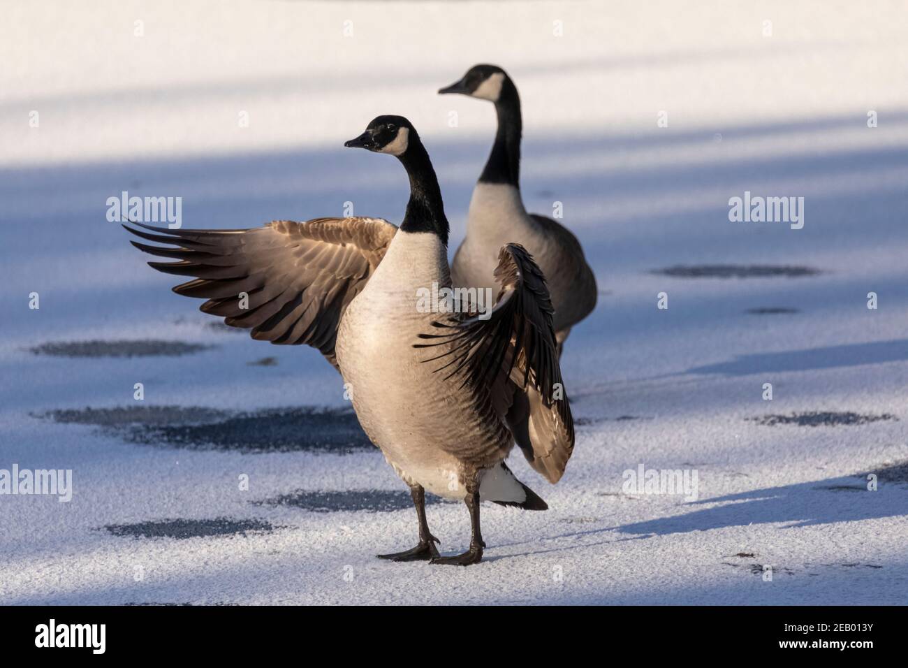 Paire d'oies sauvages du Canada (Branta canadensis) se tenir sur une surface de lac gelée en hiver avec un goose étirant ses ailes Banque D'Images