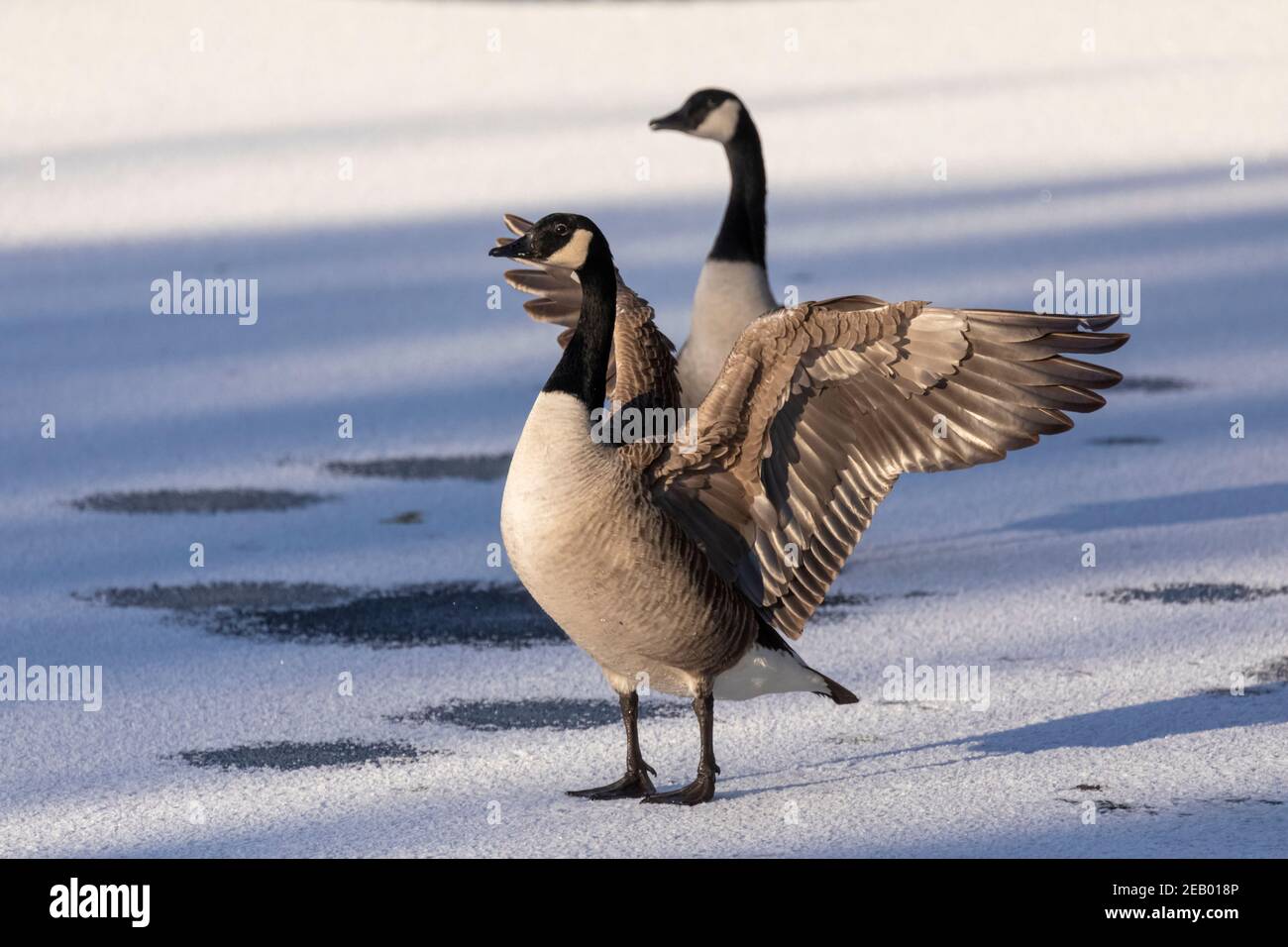 Paire d'oies sauvages du Canada (Branta canadensis) se tenir sur une surface de lac gelée en hiver avec un goose étirant ses ailes Banque D'Images