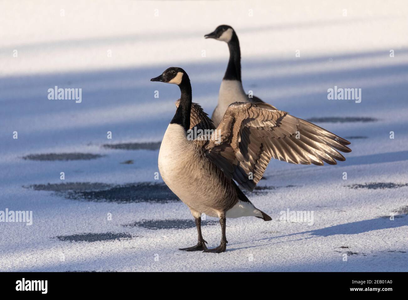 Paire d'oies sauvages du Canada (Branta canadensis) se tenir sur une surface de lac gelée en hiver avec un goose étirant ses ailes Banque D'Images