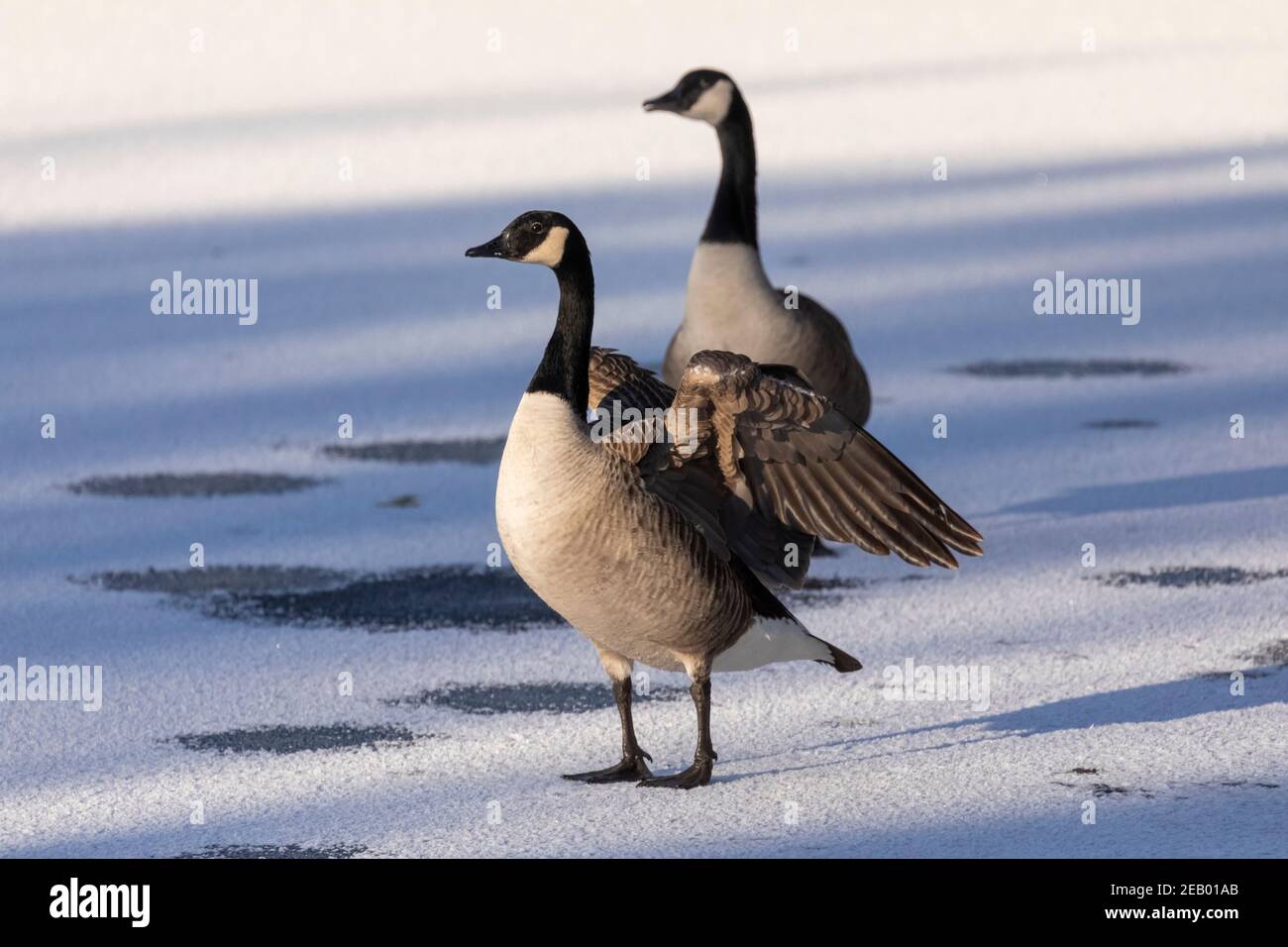Paire d'oies sauvages du Canada (Branta canadensis) se tenir sur une surface de lac gelée en hiver avec un goose étirant ses ailes Banque D'Images